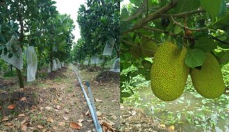 Quy trình kỹ thuật trồng và chăm sóc cây mít Thái