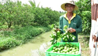 Nông dân Huyền Hội: THÀNH CÔNG VỚI MÔ HÌNH LIÊN KẾT TRỒNG KHÔNG HẠT XUẤT KHẨU