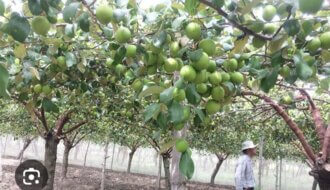 Hội Nông dân xã Trường Long Hòa: PHÁT HUY HIỆU QUẢ HOẠT ĐỘNG TỔ HỢP TÁC DO HỘI THÀNH LẬP