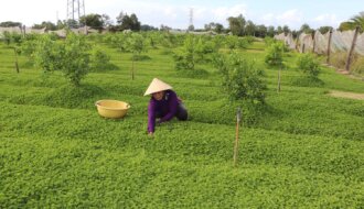 Hội Nông dân xã Đôn Châu: Mô hình trồng rau má mở ra hướng sản xuất mới cho nông dân